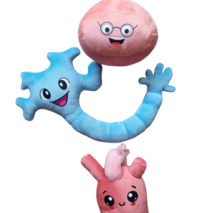 Anatomy Plush Toy